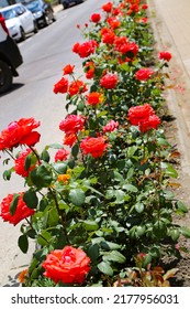 Red roses outside in the middle of the street, decoration outside - Shutterstock ID 2177956031