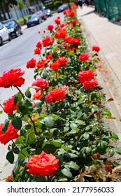 Red roses outside in the middle of the street, decoration outside - Shutterstock ID 2177956033