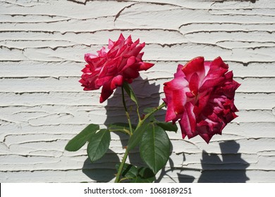 Red Roses Over A White Wall At Aramaki Rose Park, Itami, Hyogo, Japan