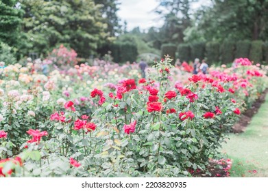 Red Roses In Portland International Rose Test Garden.