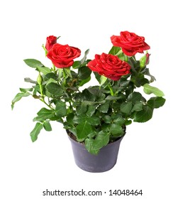 77,677 Pot rose Images, Stock Photos & Vectors | Shutterstock