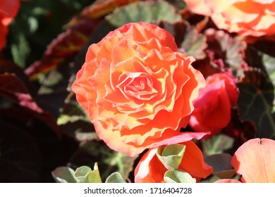 Red Roses In Regents Park