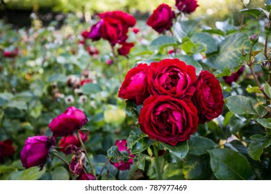 Red Roses Regents Park London