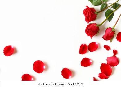 Red roses and rose petals isolated on white.