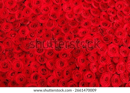 Red roses texture and background. Lot of red roses