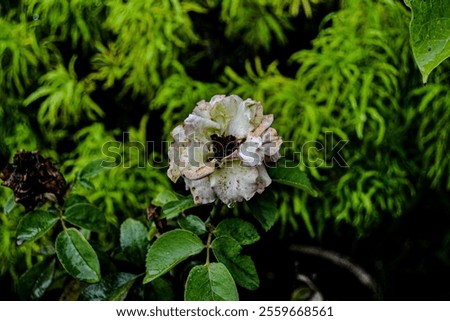 Image, Stock Photo Die and become! | The seed of the new is still wrapped in the old protective mantle | Awakening | Spring.