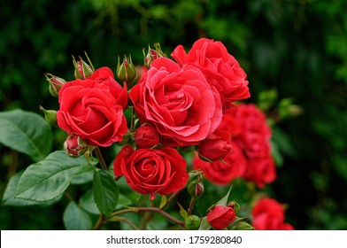 
red roses in their natural habitat in full bloom, a bouquet of flowers close up, elegant, intimate, romantic, delicate on a blurred background - Powered by Shutterstock