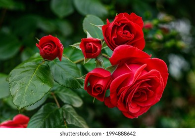 red roses in their natural habitat in full bloom, a bouquet of flowers close up, elegant, intimate, romantic, delicate on a blurred background