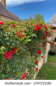 Red Roses Trailing Along An English Country Cottage Garden Wall