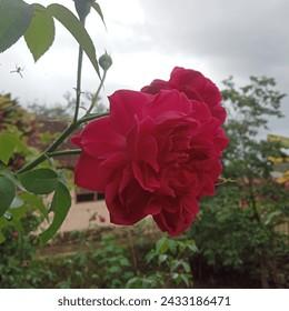 Red roses are the type most commonly found in Indonesia. The petals are red and the stems have sharp thorns. In addition, the edges of the leaves are serrated, resulting in a rough texture to the touc
