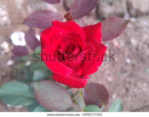 Red Roses Wallpapers Download Hd Stock Photo Edit Now 1498117103