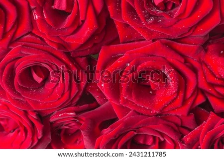 Red roses with waterdrops background; Valentines day or romantic holidays concept