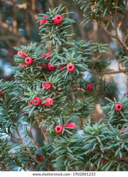 Red round\
fruits of the yew tree hang on several small branches of the\
evergreen European yew tree (Taxus\
baccata).