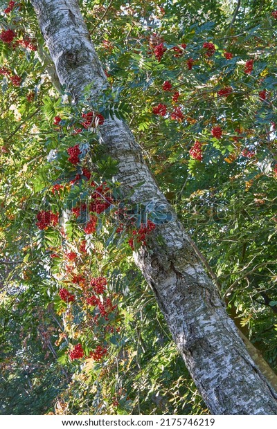 Red rowan berries growing on a tall tree in\
the woods from below. Mountain ashes growing in a thick dense\
forest in the Himalayas. Natural habitat or ecosystem for a\
thriving plants and\
vegetation