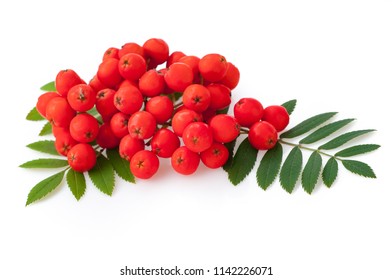 Red rowan berries and leaves, isolated on white background