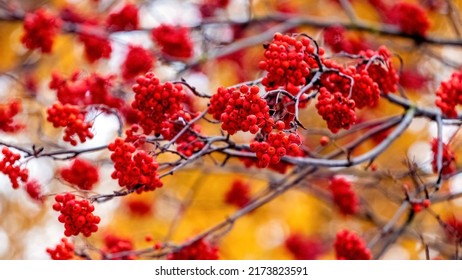 Red rowan berries on a tree in autumn - Shutterstock ID 2173823591