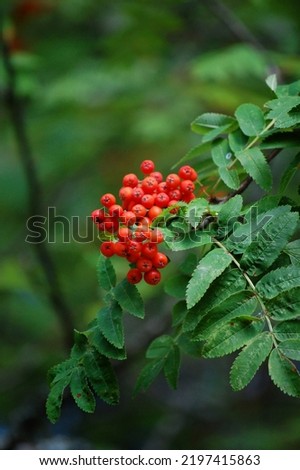 Red rowan berries on the tree.  Rowan berries are edible berries, but they don```  t taste very good. Rowan berries contain vitamin c. Sorbus aucuparia has green leaves. This photo is color image.    