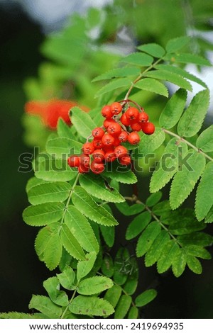 Red rowan berries on the tree. Rowan berries are edible berries, but they don``` t taste very good. Rowan berries contain vitamin c. Sorbus aucuparia has green leaves. This photo is color image.
