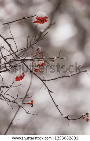 Similar – Image, Stock Photo Last fruits Environment