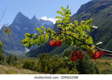 Red rowan branch with fruits on the background of mountain landscape 