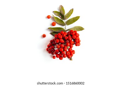 Red Rowan Branch Isolated On White Background