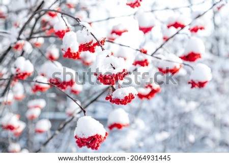 Red rowan clusters are covered with the first snow. Soft focus, blur. 