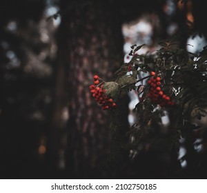 Red rowan growing on a tree in the forest, natural dark background - Powered by Shutterstock