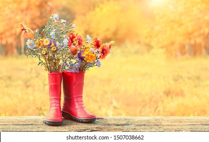 red rubber boots with bright flowers bouquet in garden, natural abstract sunny background. summer or autumn season. rustic composition with flowers. copy space. template for design - Powered by Shutterstock