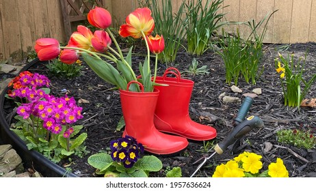 Red rubber boots with orange colored bunch of tulips in them. The boots are sitting inside a garden. with flowers growing. 