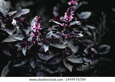 Red rubin basil in a dark performance