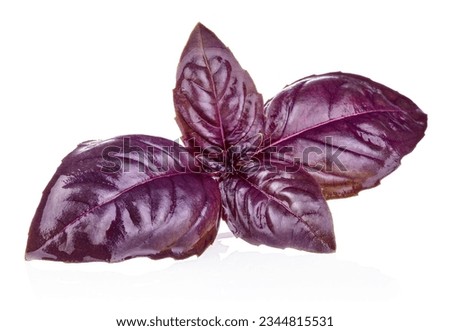 Red Rubin Basil Herb Leaves Isolated - Cultivar of Ocimum Basilicum. Sweet Dark Opal Culinary Aromatic Condiment, Plant with Reddish-purple