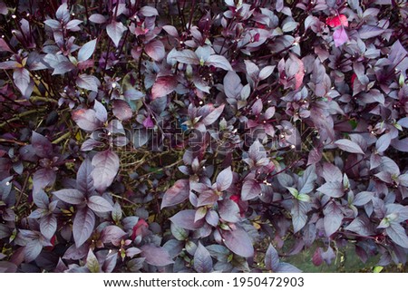 Red rubin basil or Little Ruby althernanthera plants are ornamental plants that are widely traded.