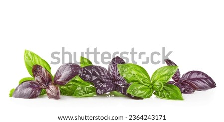 Red Rubin and green Basil Herb Leaves Isolated
