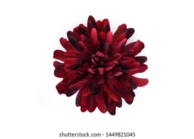 Red Ruby Big Chrysanthemum Flower Isolated On White Background 