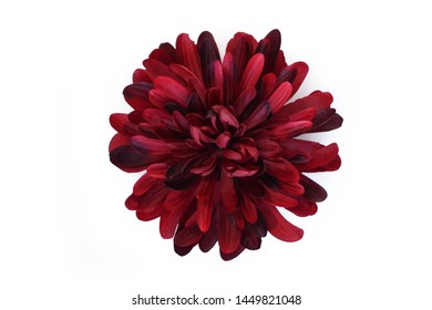 Red Ruby Big Chrysanthemum Flower Isolated On White Background 