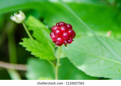 Red Ruby Color Wild Raspberry with Isolated View from Green Leaves Background in Isle Royale National Park, Upper Peninsula of Michigan