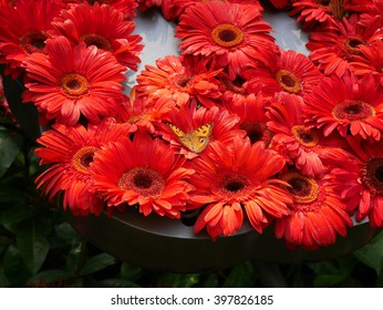 Gerbera Ruby Red Flower Images, Stock Photos & Vectors  Shutterstock