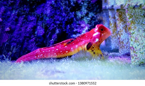 56 Ruby red dragonet Images, Stock Photos & Vectors | Shutterstock