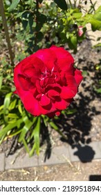 Red Ruby Rose In Garden