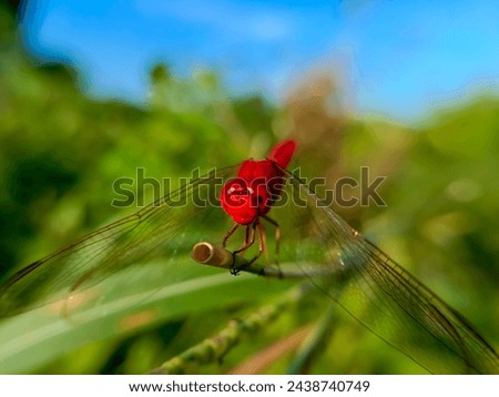 Red Ruddy darter dragonfly (Sympetrum sanguineum) close up view