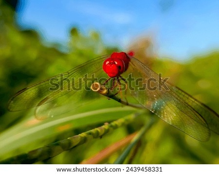 Red Ruddy darter dragonfly (Sympetrum sanguineum) close up view