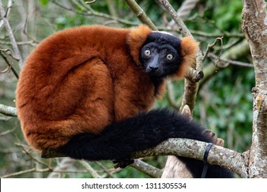 Red Ruffed Lemur