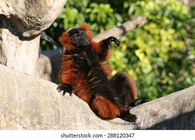 Red Ruffed Lemur