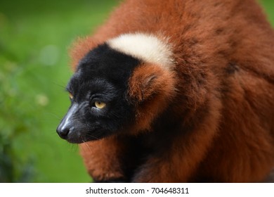 Red ruffed lemur