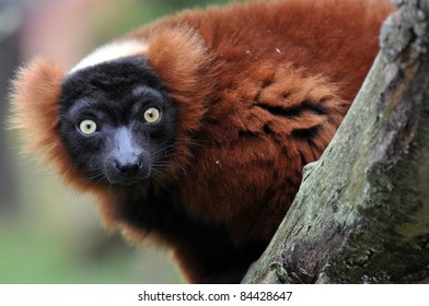 Red Ruffed Lemur