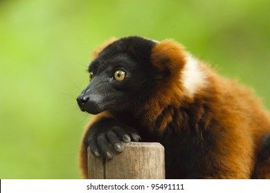 Red Ruffed Lemur