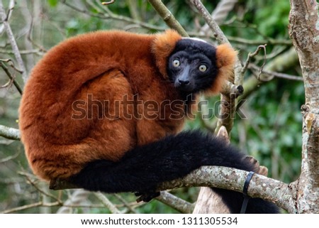 Red ruffed Lemur