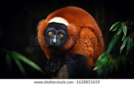 Red ruffed lemur close up portrait