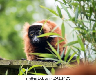 Red Ruffed Lemur looking at camera, hiding behind leaves and shoots