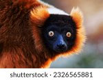 Red Ruffed Lemur monkey. Mammal and mammals. Land world and fauna. Wildlife and zoology. Nature and animal photography.